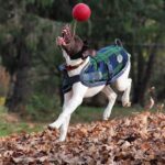 Balle pour chien avec corde flottante, bleue, S (10 cm) – Jolly Pets Romp-n-Roll – Image 3