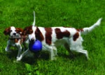Balle pour chien avec corde flottante, bleue, S (10 cm) – Jolly Pets Romp-n-Roll – Image 4