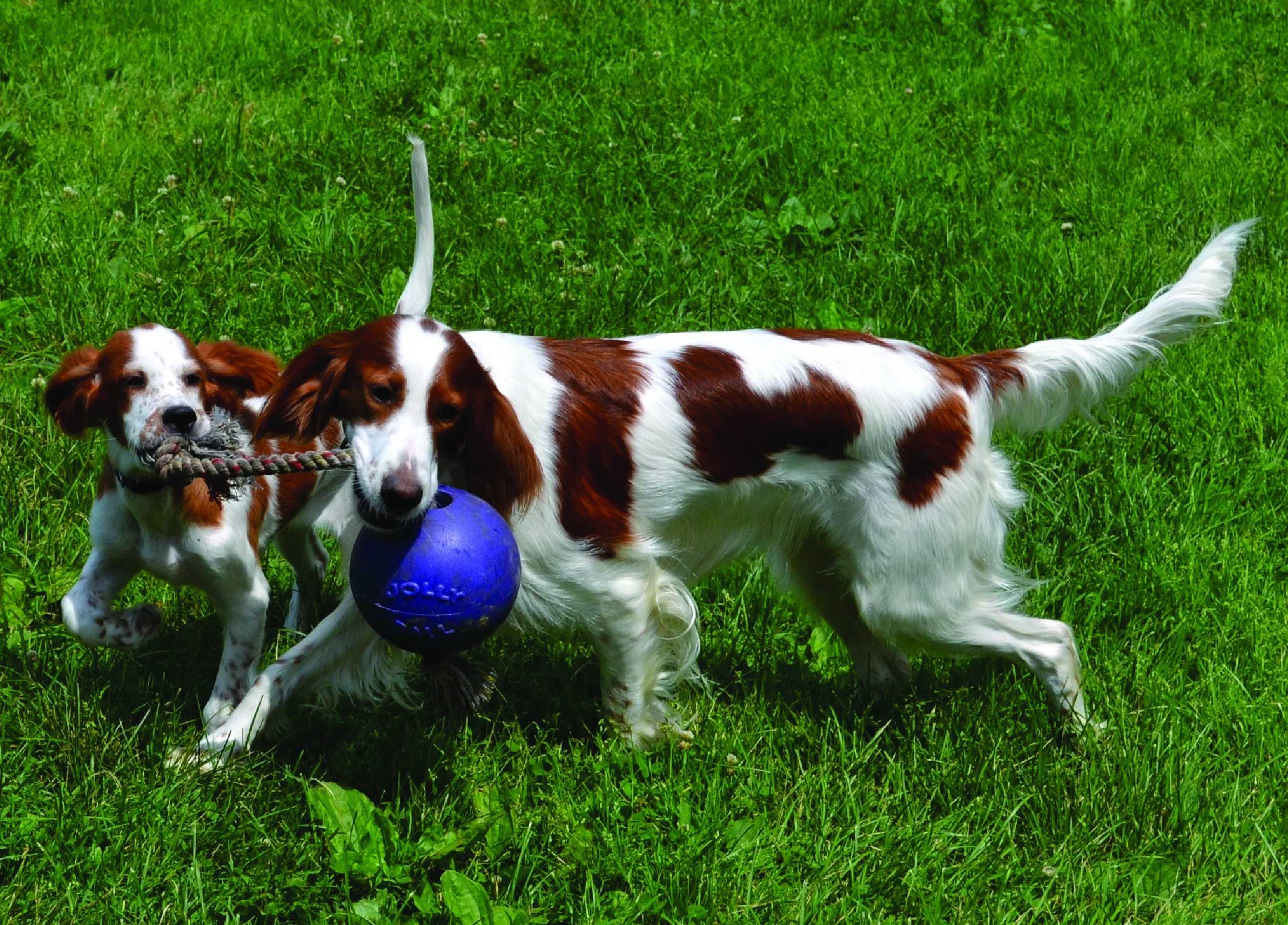 Balle pour chien avec corde flottante, bleue, S (10 cm) – Jolly Pets Romp-n-Roll – Image 4