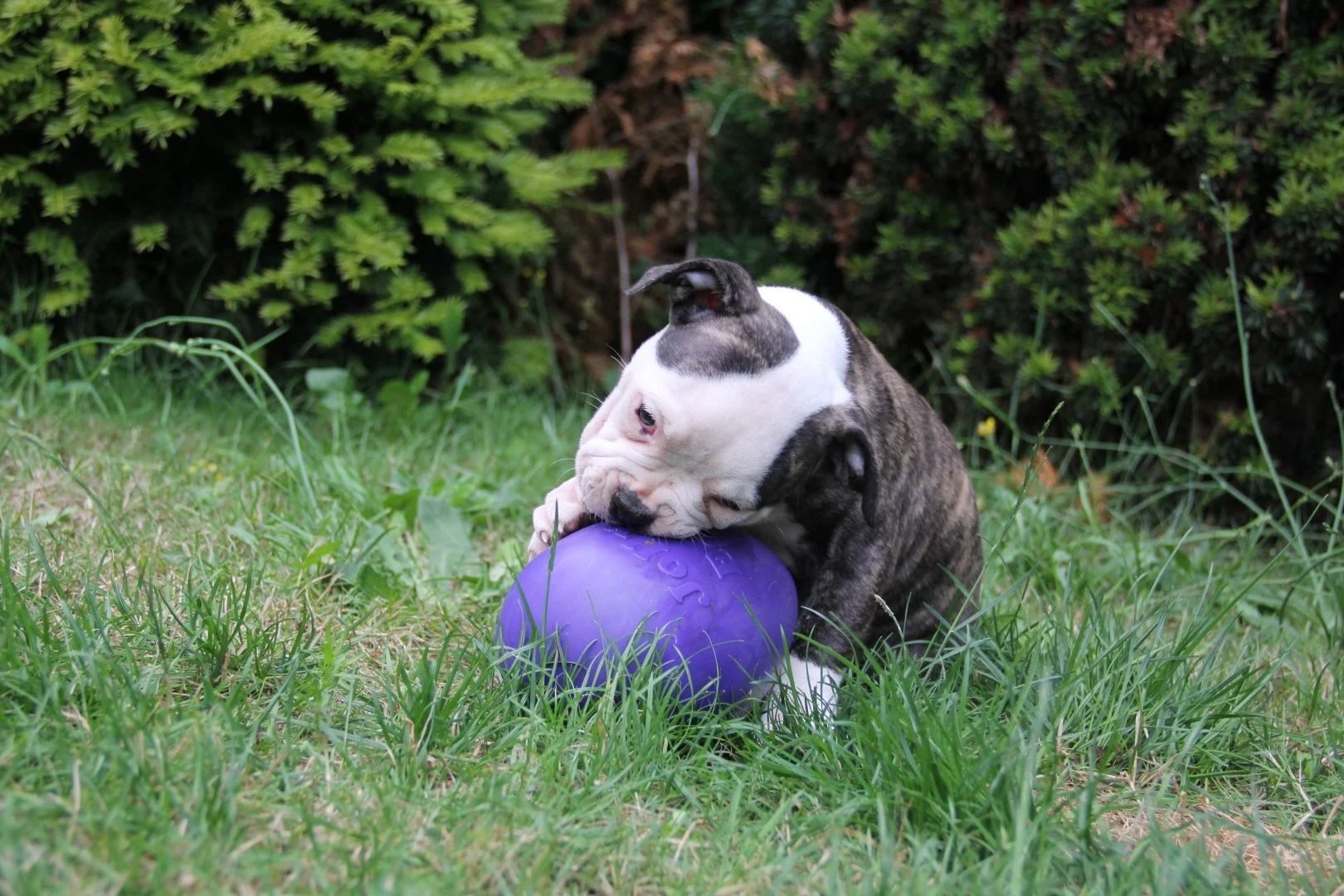 Œuf jouet pour chien en plastique, violet, 20 cm – Jolly Pets Egg – Image 3