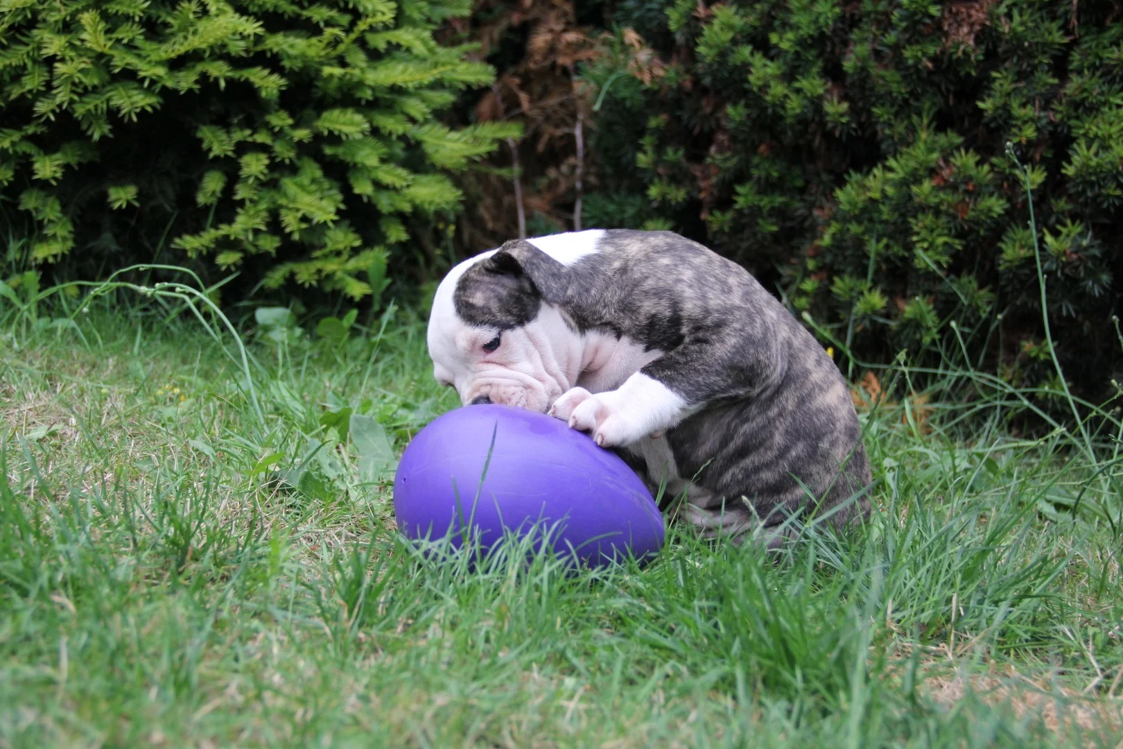 Œuf jouet pour chien en plastique, violet, 20 cm – Jolly Pets Egg – Image 4