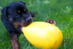 Œuf jouet pour chien en plastique, violet, 20 cm – Jolly Pets Egg – Image 2