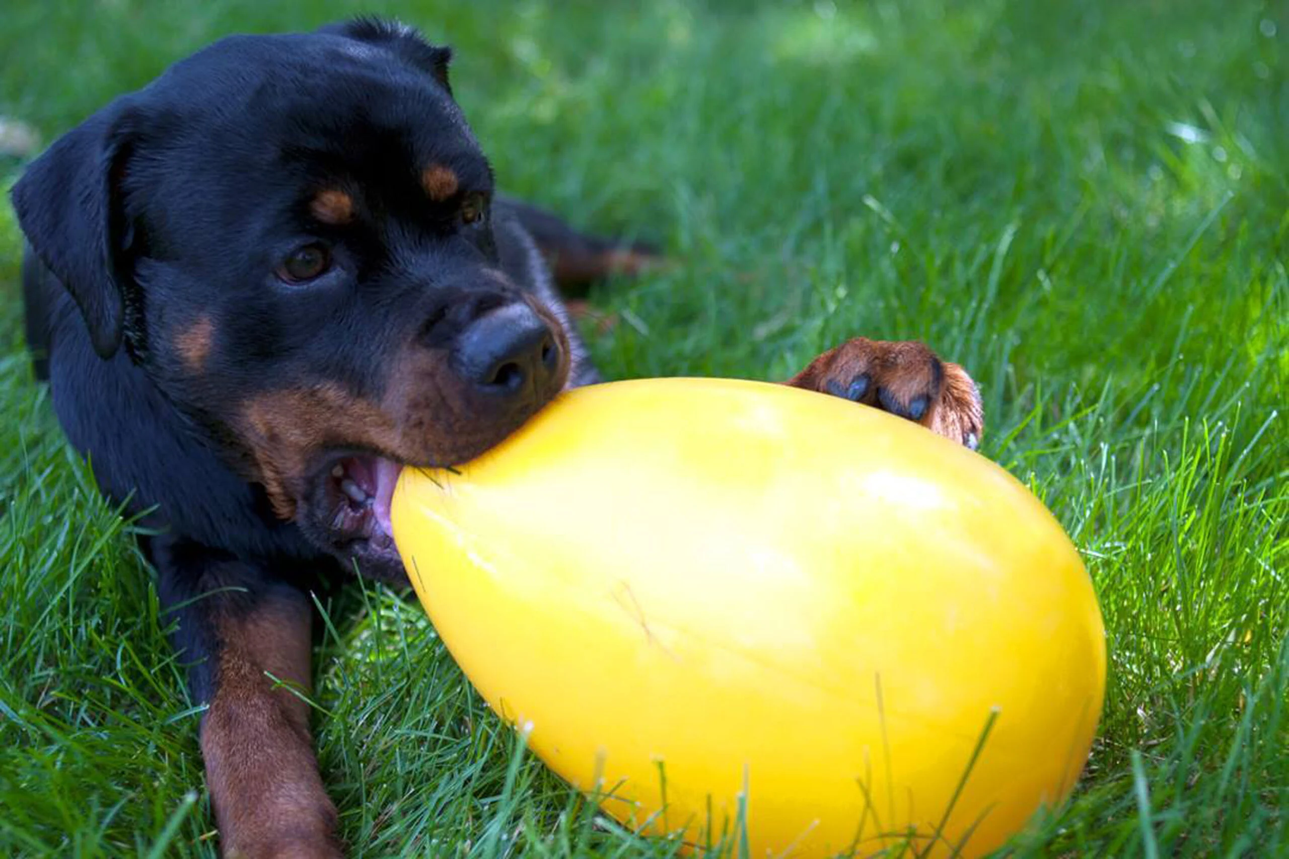 Œuf jouet pour chien en plastique, violet, 20 cm – Jolly Pets Egg – Image 2