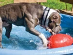 Œuf jouet pour chien en plastique, violet, 20 cm – Jolly Pets Egg – Image 5