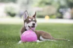 Balle flottante pour chien, 10 cm – Jolly Pets Jolly Bounce-n Play Kauwgum S – Image 3