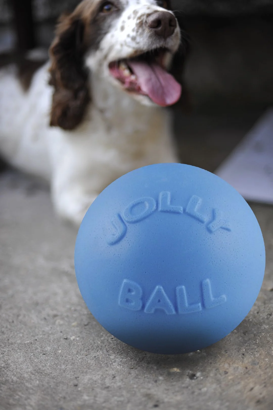 Balle rebondissante pour chien, flottante, myrtille L, 20 cm – Jolly Pets Bounce-n-Play – Image 4