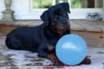 Balle rebondissante pour chien, flottante, myrtille L, 20 cm – Jolly Pets Bounce-n-Play – Image 2