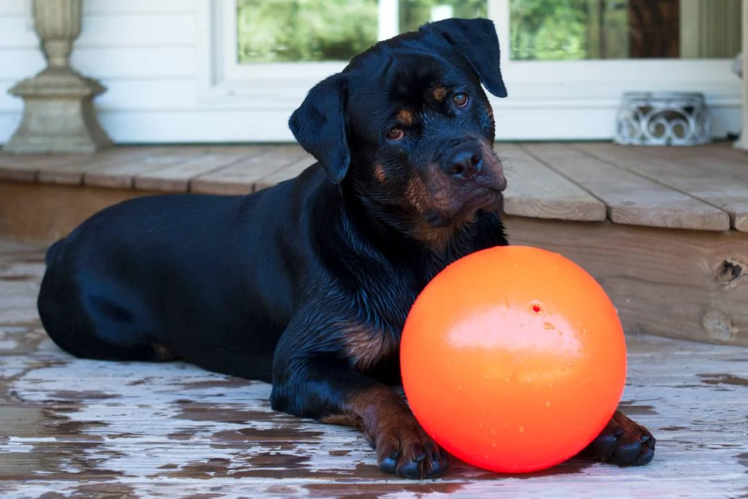 Balle rebondissante flottante pour chien, Vanille L, 20 cm – Jolly Pets Bounce-n Play – Image 3