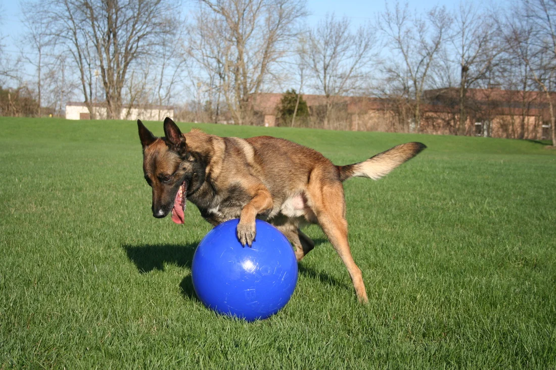 Balle pour chien à surface lisse rouge, 25 cm – Jolly Pets Push-n-Play – Image 2