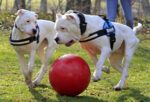 Balle pour chien à surface lisse rouge, 35 cm – Jolly Pets Push-n-Play – Image 4