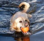 Balle distributrice de friandises pour chien en caoutchouc TPR, 7,6 cm – Jolly Pets Jolly Jumper orange S – Image 6