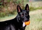 Balle distributrice de friandises pour chien en caoutchouc TPR, 7,6 cm – Jolly Pets Jolly Jumper orange S – Image 3