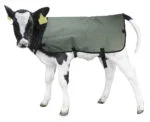 Couverture pour veau imperméable et respirante, marque blanche, 70 cm – Hofman Animal Care Calf Coat – Image 4