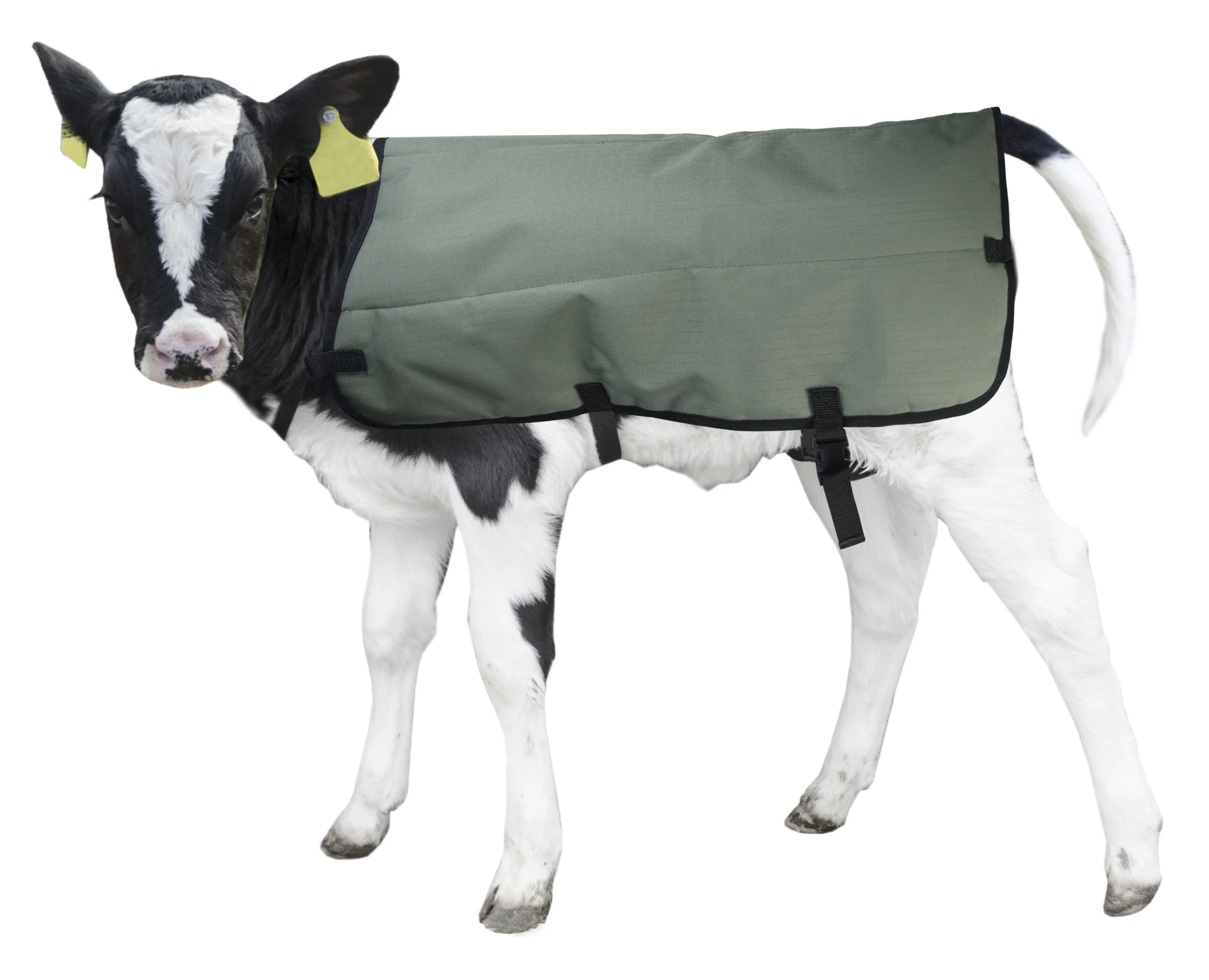 Couverture pour veau imperméable et respirante, marque blanche, 70 cm – Hofman Animal Care Calf Coat – Image 4