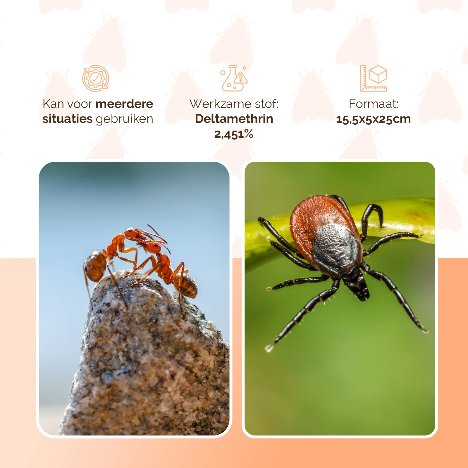 Insecticide contre les insectes rampants, pour 5 l de solution à pulvériser, avec pulvérisateur – Knock Pest – Image 3