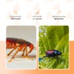Piège à insectes à lumière chaude et bleue, 5 plaques engluées – Knock Pest – Image 6