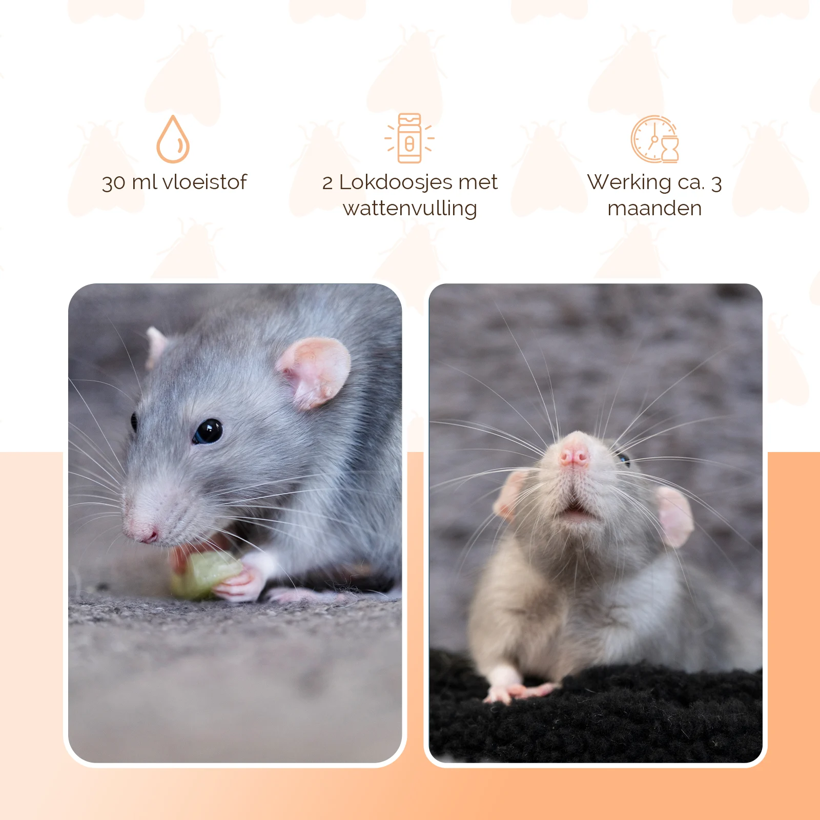 Kit répulsif contre les souris et les rats, liquide 30 ml et 2 boîtiers – Knock Pest Stay Away Muis Home Set – Image 3
