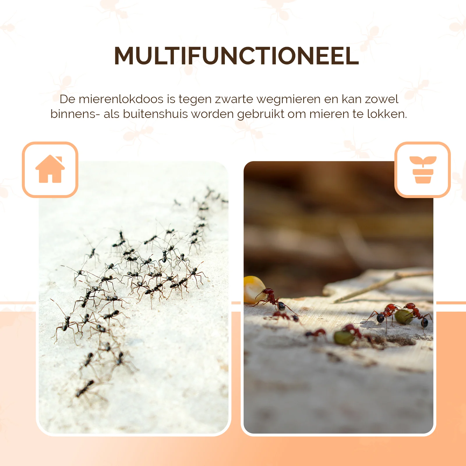Boîtes appât anti fourmis noires des jardins, 2 pièces – Knock Pest – Image 4