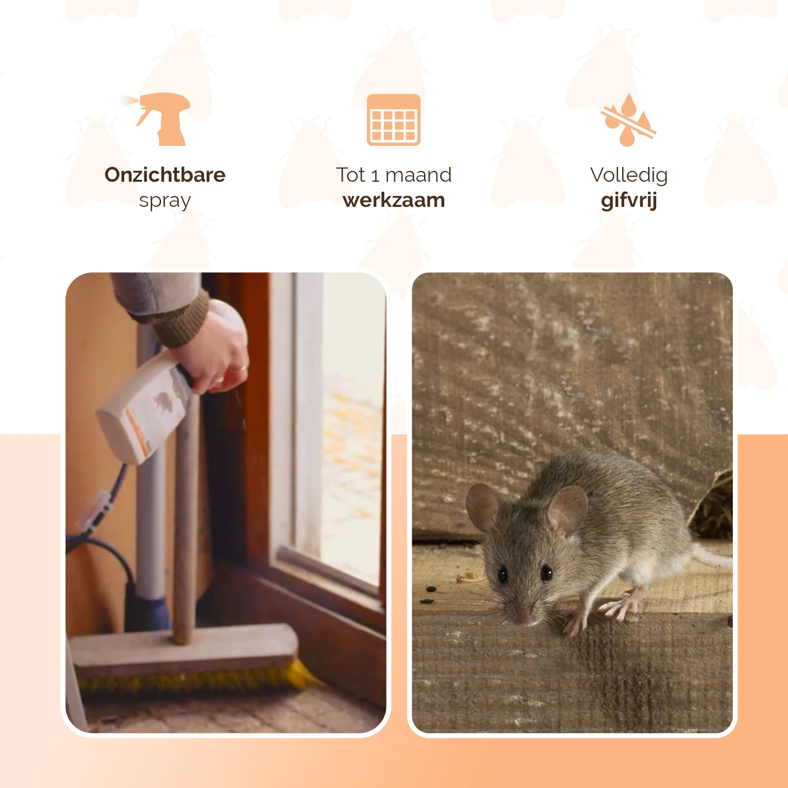 Spray répulsif contre les souris pour l’intérieur, 250 ml – Knock Pest BlijfWeg Muis – Image 3