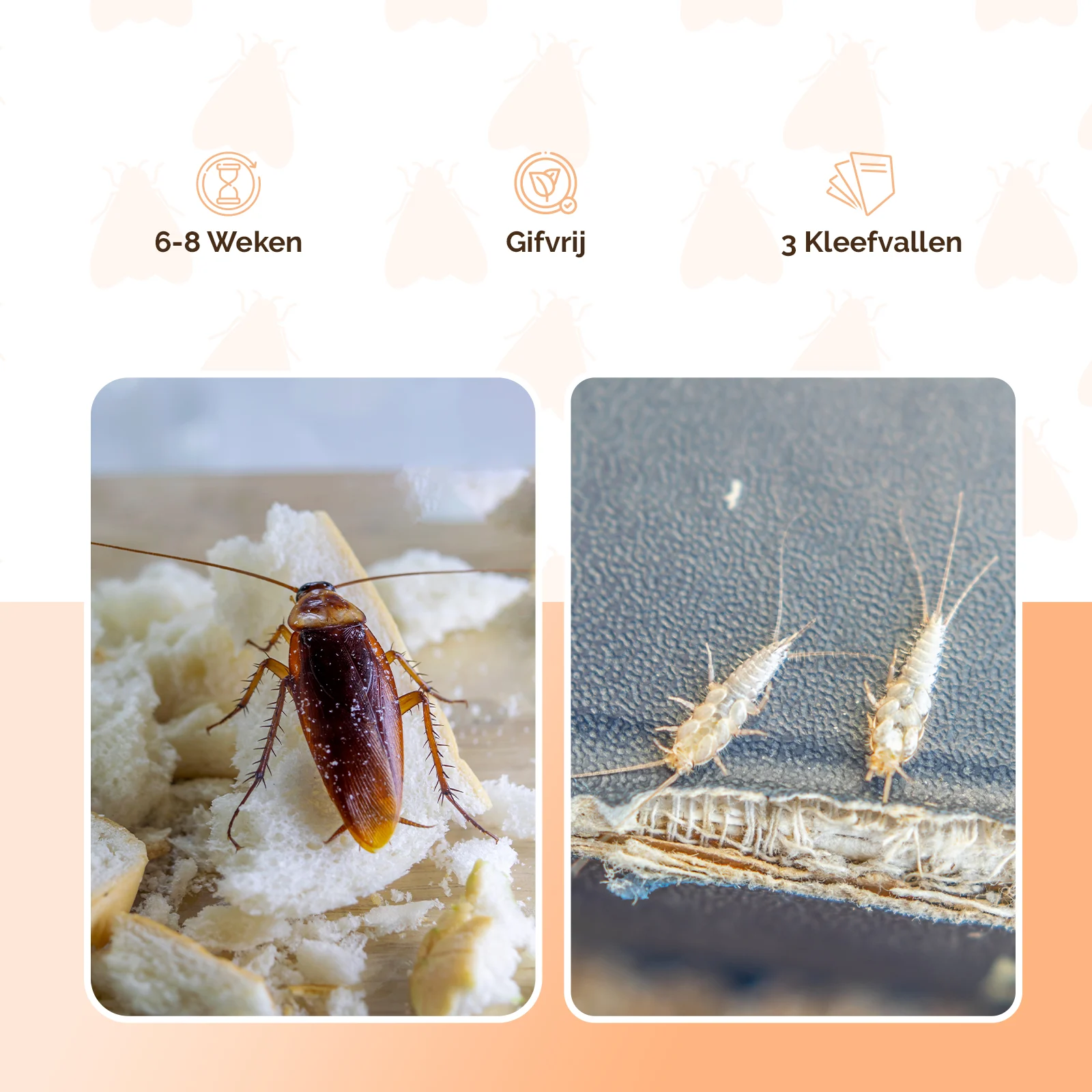 Piège à cafards avec attractif et bande adhésive, petit, 3 pièces – Knock Pest – Image 5