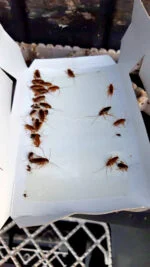 Piège à cafards avec attractif, grand, 3 pièces – Knock Pest – Image 5