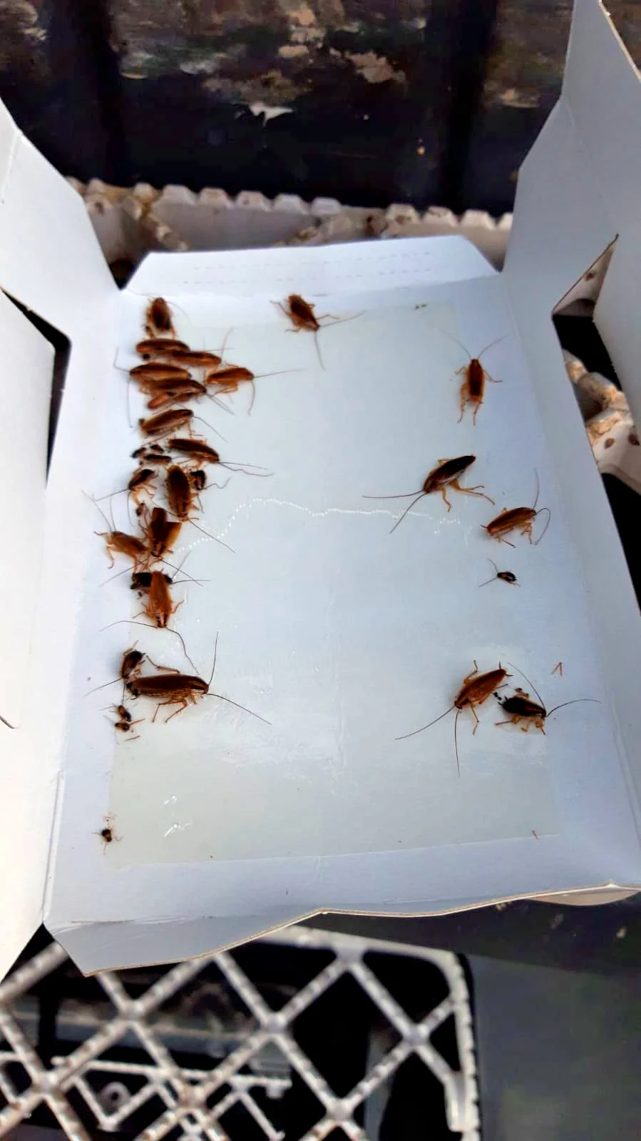 Piège à cafards avec attractif, grand, 3 pièces – Knock Pest – Image 5
