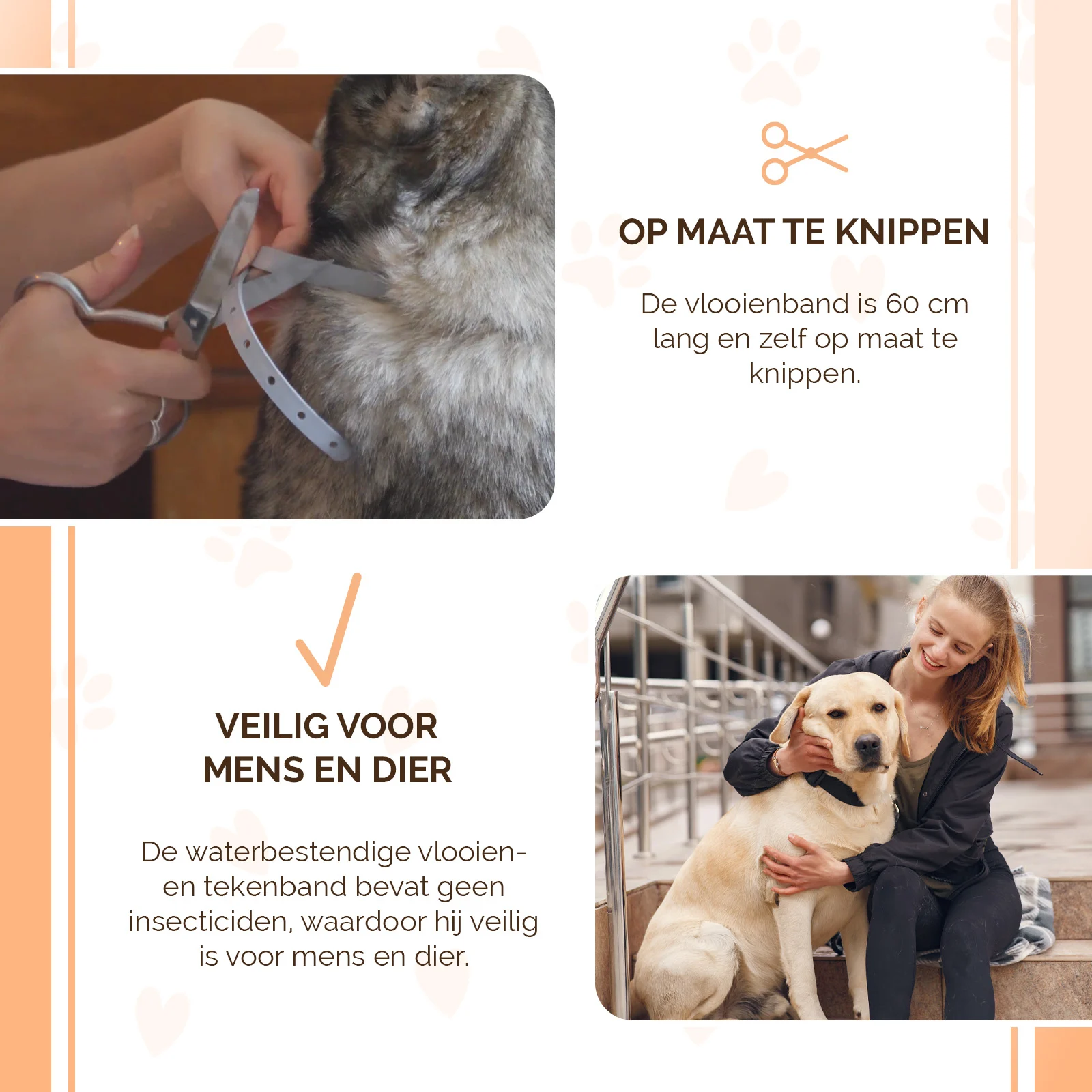 Collier anti tiques et anti puces pour chien, 59 cm, néerlandais et français – Knock Pest – Image 4