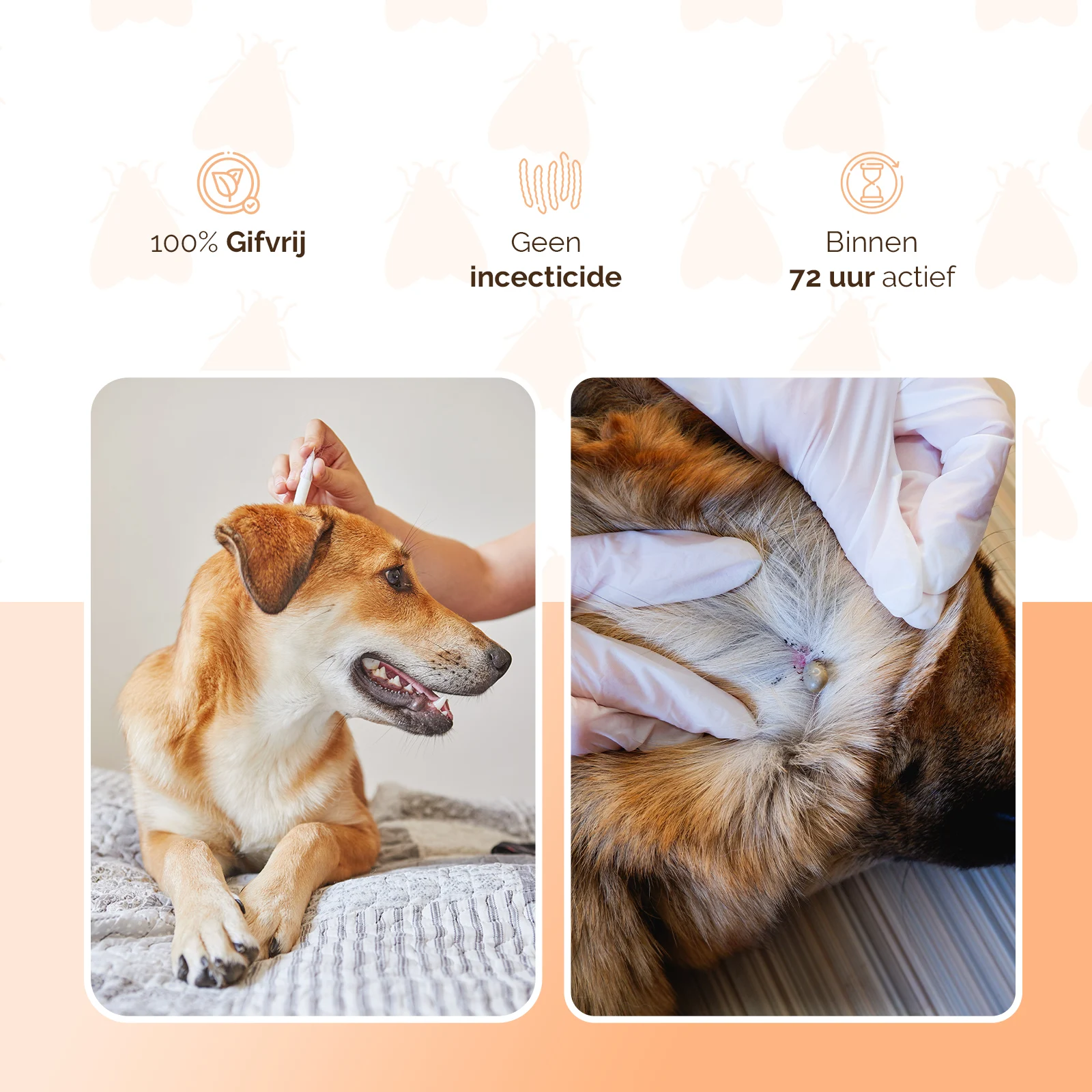 Pipettes antipuces pour chiens de moins de 5 kg, contre les tiques, 2 x 2 ml – Knock Pest – Image 3