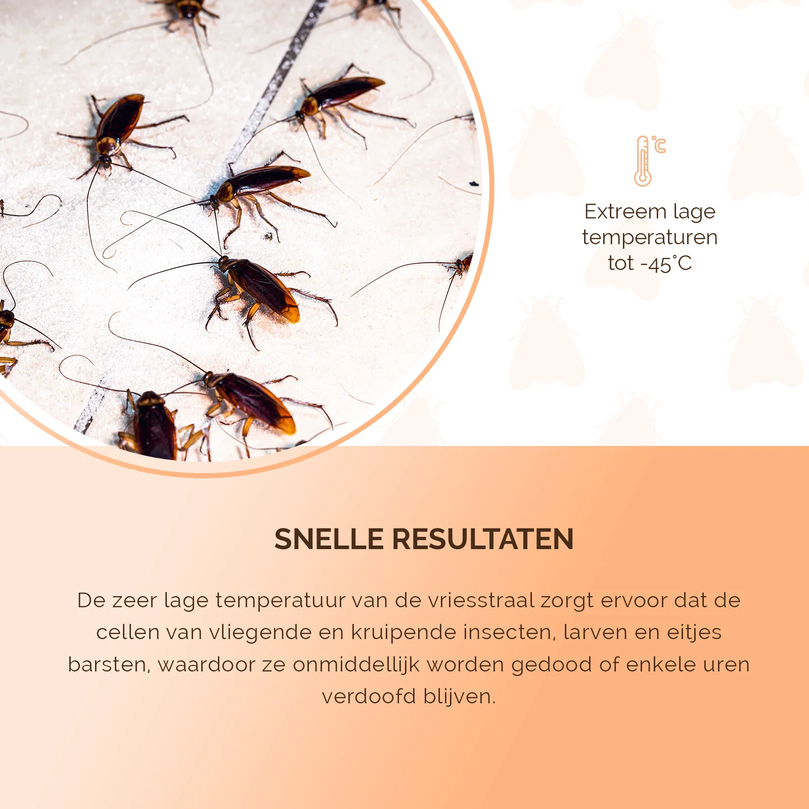 Aérosol cryogénique contre les insectes avec deux modes de pulvérisation – Knock Pest Freeze It – Image 5