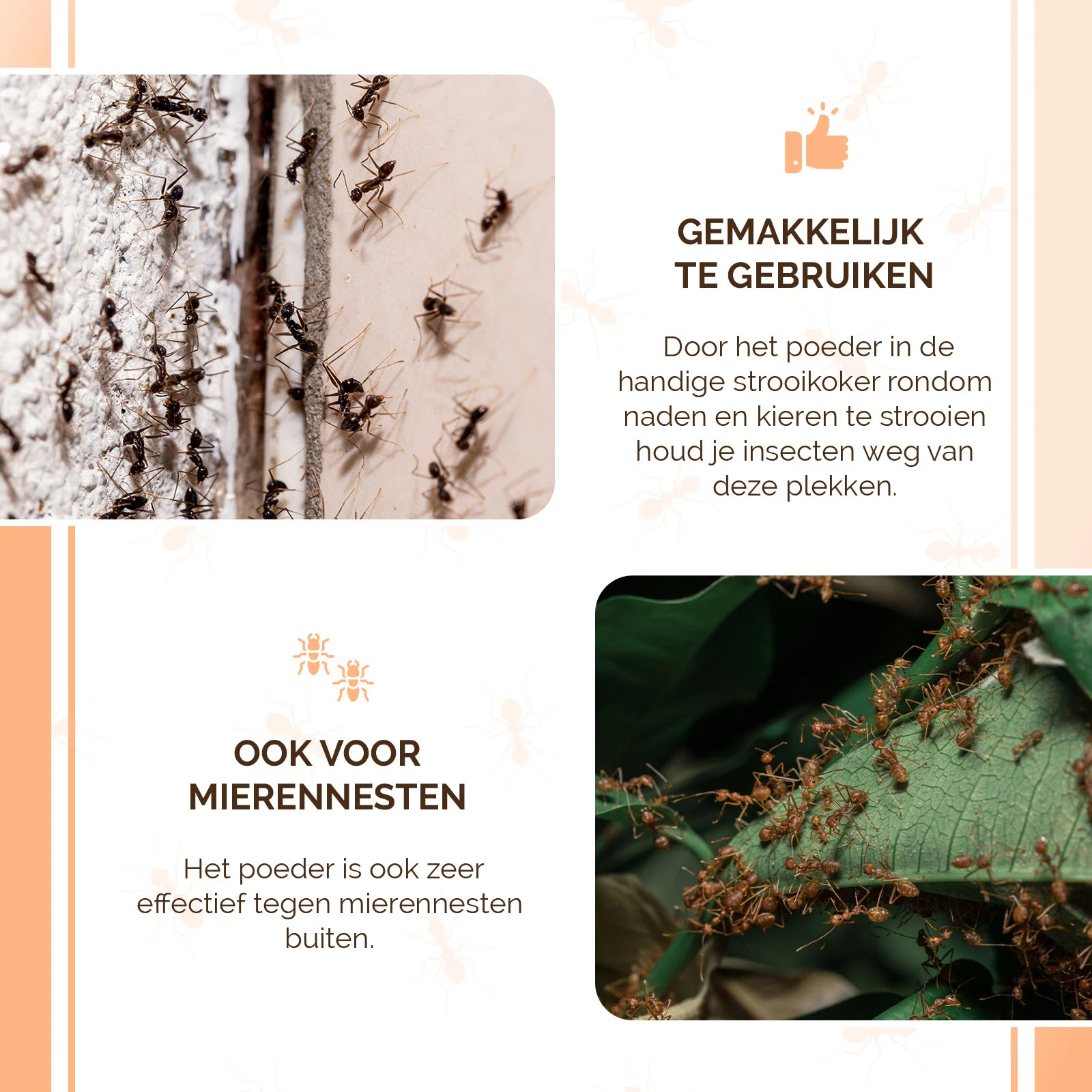 Poudre contre les fourmis à l’extérieur et les insectes rampants à l’intérieur, 250 g – Knock Pest – Image 6