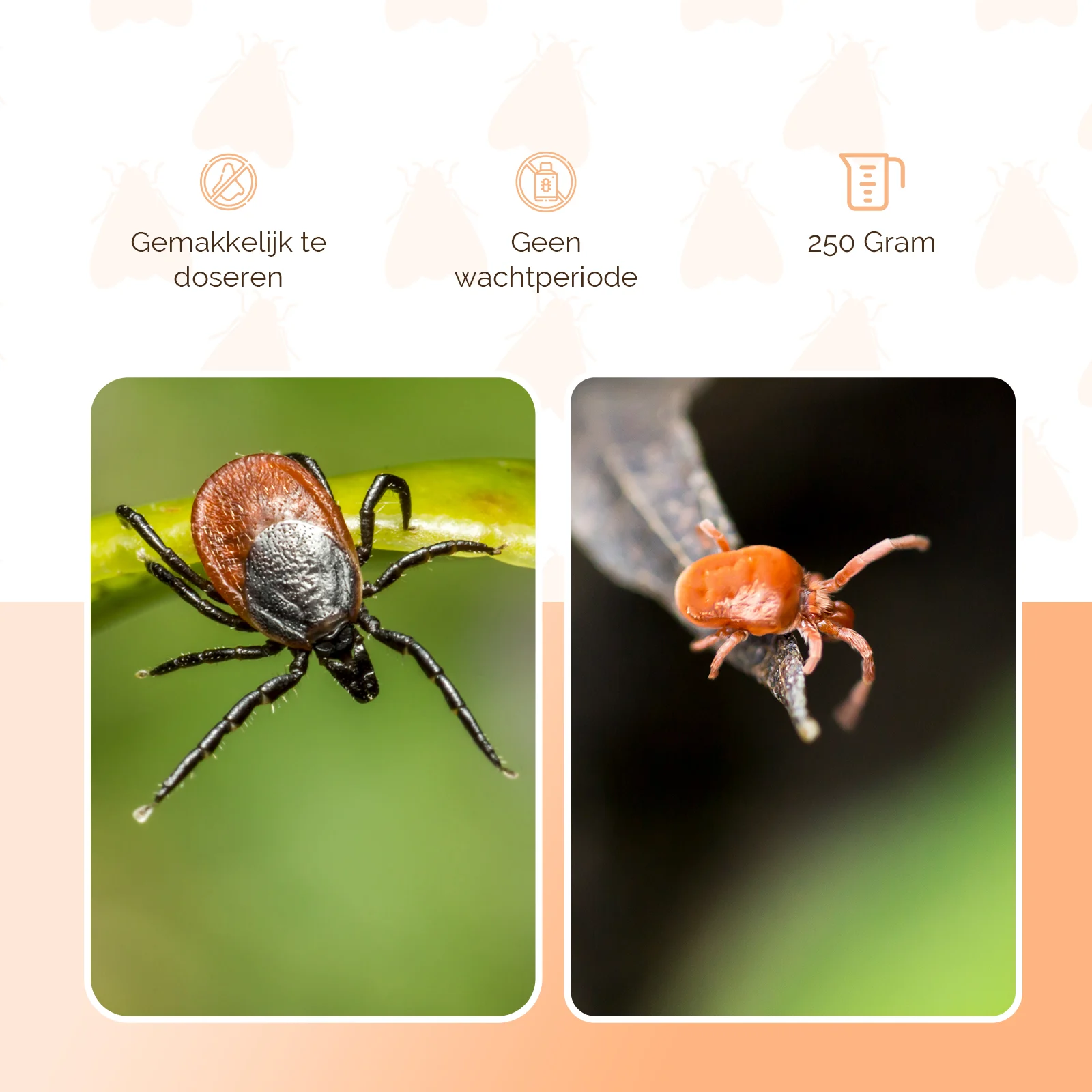 Poudre insecticide contre les poux rouges dans les poulaillers, 250 g – Knock Pest – Image 3