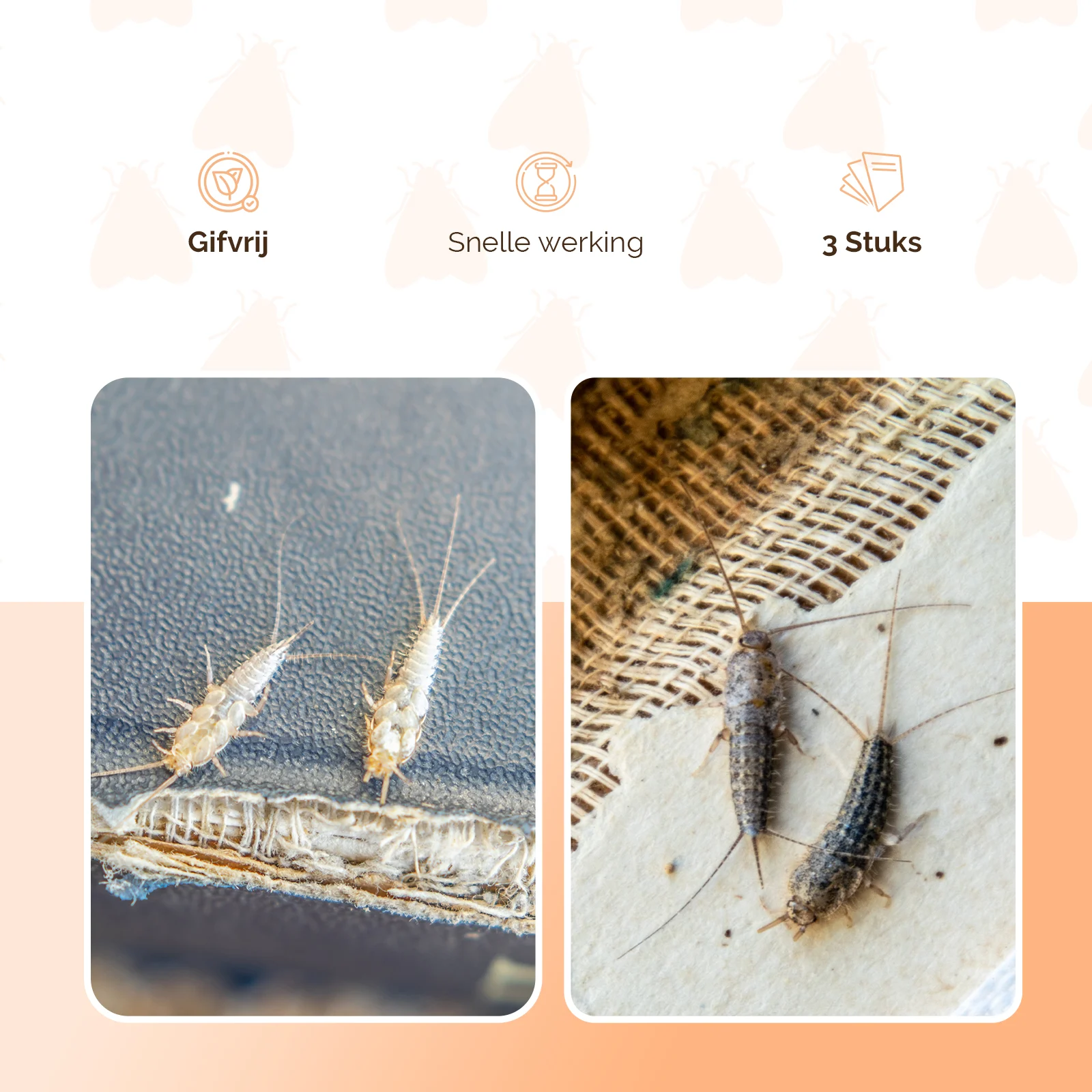 Piège à poissons d’argent et lépismes des livres, sans insecticide, 3 pièces – Knock Pest Delta – Image 4