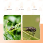 Appât pour piège à mouches, 240 g – Knock Pest FlyNip – Image 3