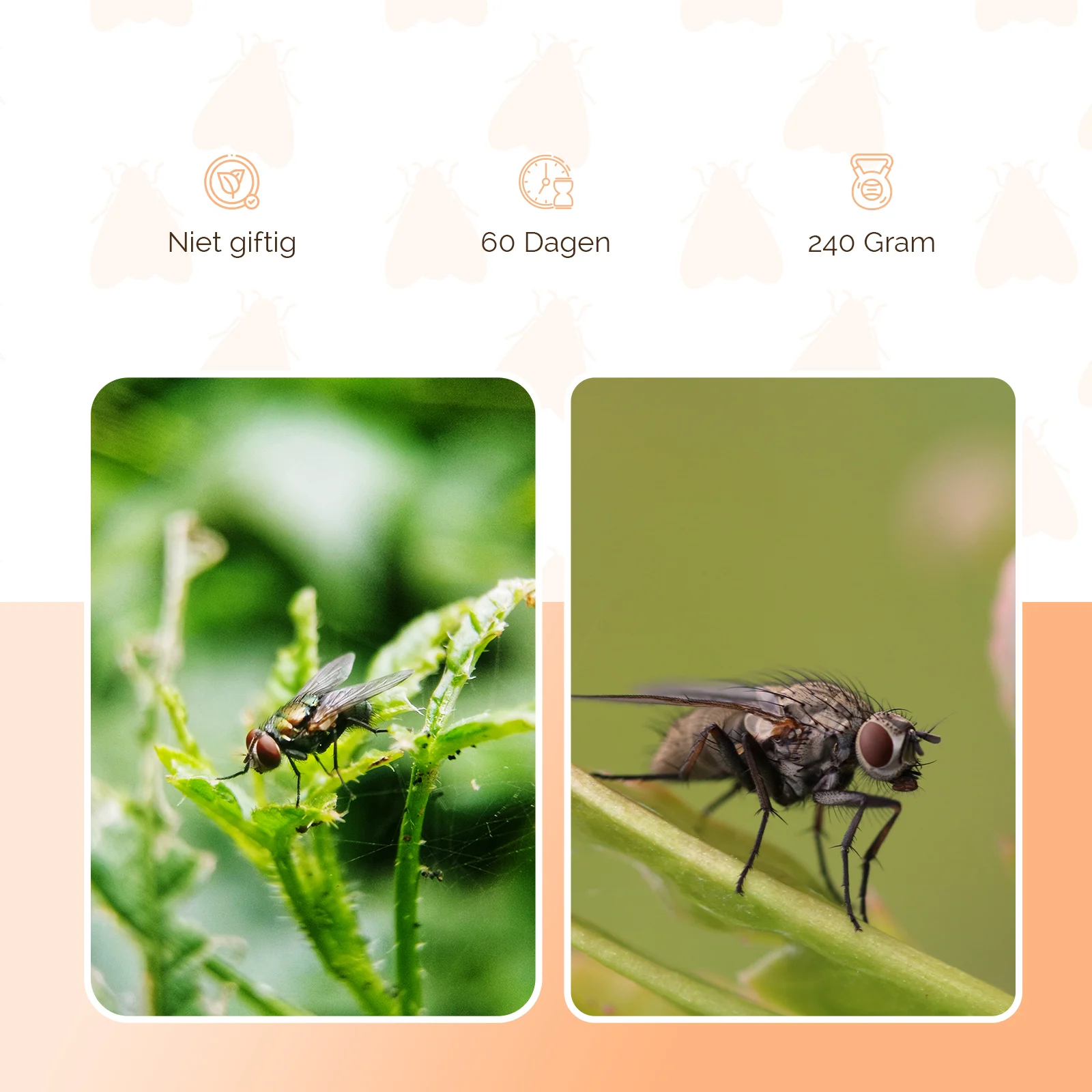 Appât pour piège à mouches, 240 g – Knock Pest FlyNip – Image 3