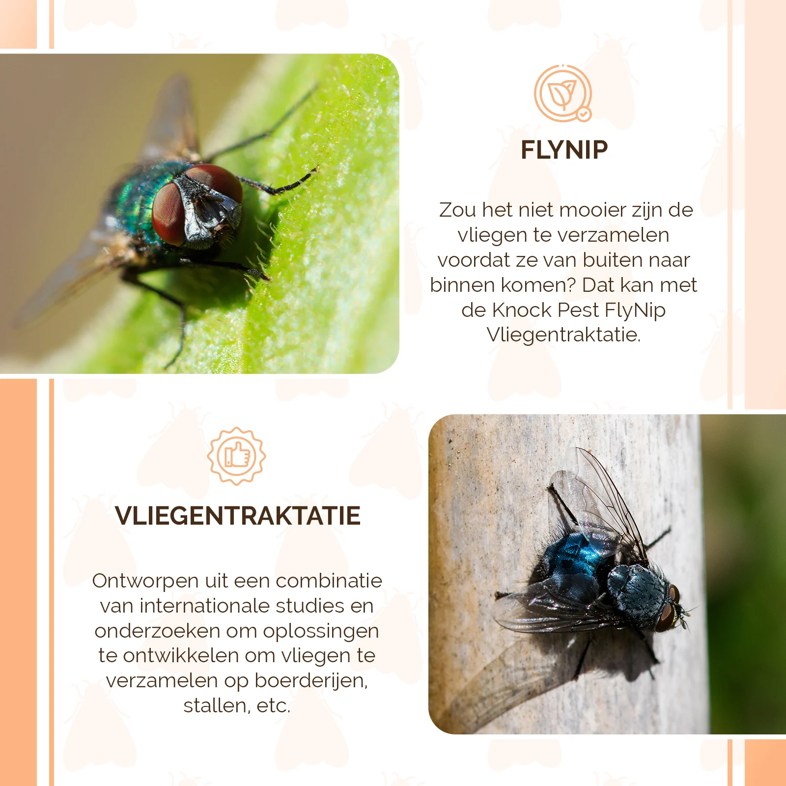 Appât pour piège à mouches, 240 g – Knock Pest FlyNip – Image 4