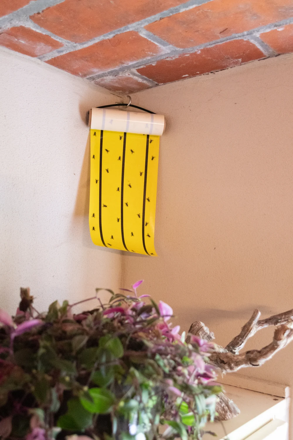 Rouleau adhésif attrape mouches jaune 5 m x 15 cm – Knock Pest – Image 5