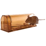 Piège à souris vivant en polycarbonate avec porte appât – Knock Pest – Image 3