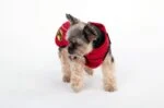 Manteau pour chien contre les tiques et les puces avec élément réfléchissant, XXXXS, longueur de dos 20 cm – Dog Armor Knockdown Coat (Insect Shield) – Image 6