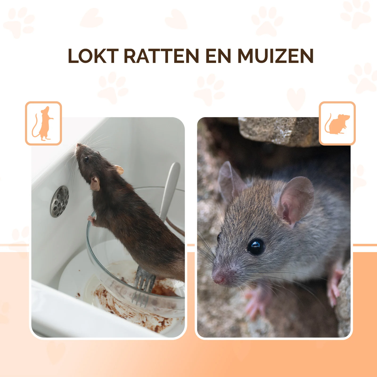 Granulés d’appât pour souris et rats, 50 g – Knock Pest granulés friandises – Image 3