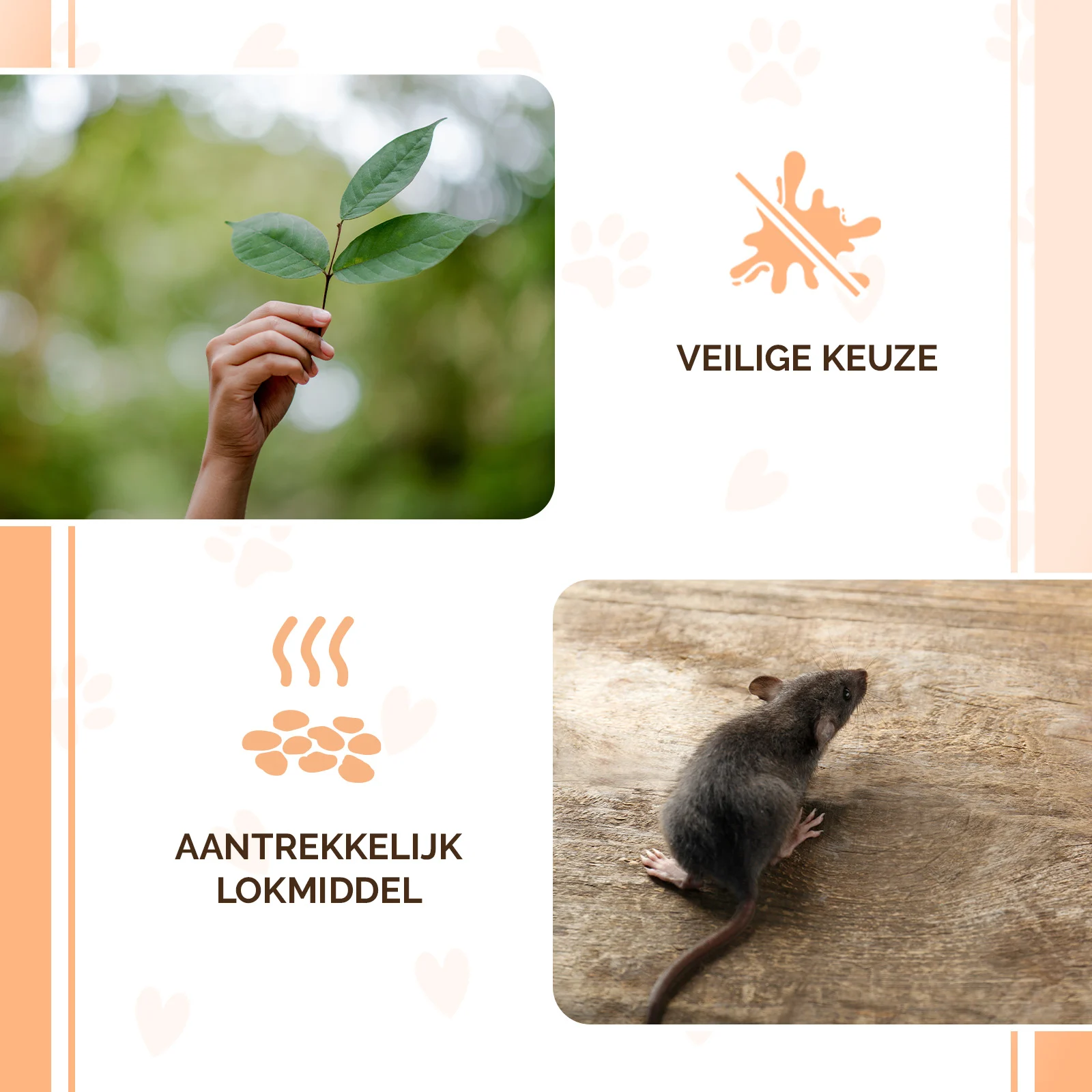 Granulés d’appât pour souris et rats, 50 g – Knock Pest granulés friandises – Image 4