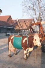 Lève-vache réglable, jusqu’à 1000 kg – Image 2