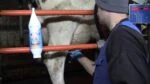 Gel pour trayons à l’huile de menthe poivrée, 2,5 l avec pompe doseuse – Vet Animal Care Ice Mint – Image 2