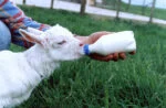 Tétine pour agneau avec bouchon à vis pour bouteille en plastique – Image 2