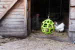 Bloc à picorer pour poules pondeuses au foin de prairie, 3,5 kg – LAX Tierfutter – Image 4