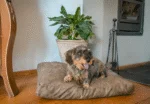 Coussin pour chien avec flocons de mousse XL anthracite, 125 x 90 x 10 cm – Let's Sleep Plush Pillow – Image 3