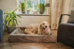 Coussin pour chien à rebords, taupe M, 60 x 50 x 12 cm – Let's Sleep Comfy Cushion – Image 3