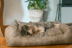 Panier pour chien avec coussin amovible L cognac – Let's Sleep Sweet Dreams – Image 3