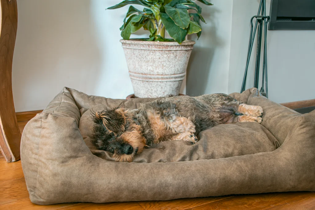 Panier pour chien avec coussin amovible XL cognac – Let's Sleep Sweet Dreams – Image 3