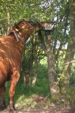 Support en plastique pour pierre à lécher de 10 kg, à fixer sur un piquet – Vplast – Image 4