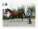 Longe avec poignée souple et mousqueton pivotant, 8 m, noir et rouge – Image 2